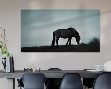 Przewalski Paard van Lynlabiephotography