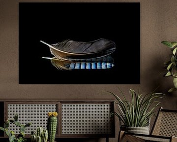 Jay feather with reflection and black background by Dafne Vos