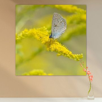 Butterfly by Violetta Honkisz