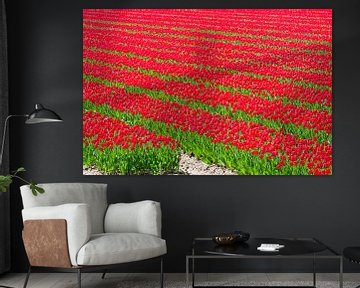 Des rangées de tulipes poussant dans un champ au printemps. sur Sjoerd van der Wal Photographie