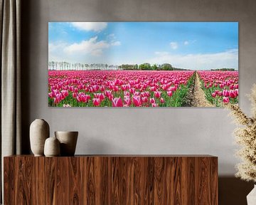 Tulpenveld met bloeiende roze tulpen in de lente van Sjoerd van der Wal Fotografie