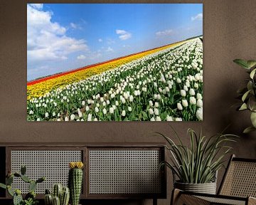 Tulpen in verschillende kleuren in een veld tijdens de lente van Sjoerd van der Wal