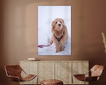 Hond zittend in de sneeuw, Mini Goldendoodle van Stephan Schulz