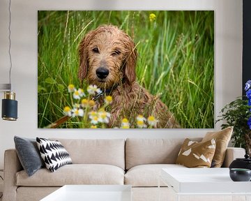 Wet Mini Goldendoodle sits in a meadow with chamomile flowers. by Stephan Schulz
