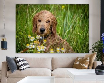 Natte Mini Goldendoodle zit in een weiland met kamillebloemen. van Stephan Schulz