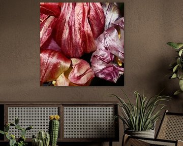 Uitgebloeide tulpen geven een waar kleurenpalet van Anne Ponsen