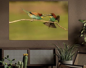 Bee-Eaters by Petra van der Zande