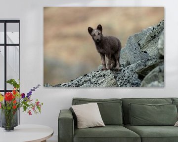 Arctic Fox by Harry Punter