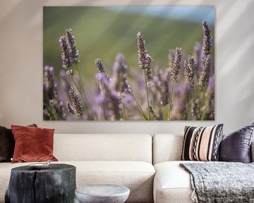 lavender by Elke De Proost