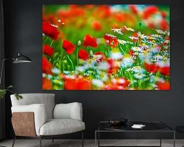 Fleurs de camomille et coquelicots