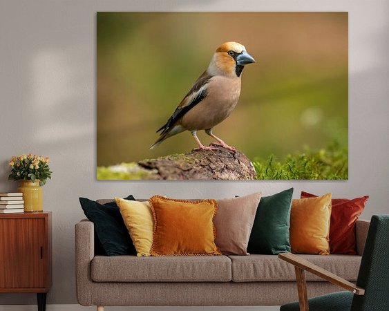 Aperçu de la chambre