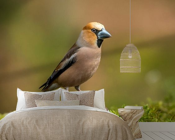 Aperçu de la chambre