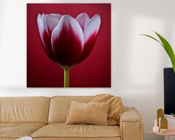 Bloemen canvas foto-kunst schilderij rode tulpen fotografie print online kunst-werk winkel van Nadja Drieling