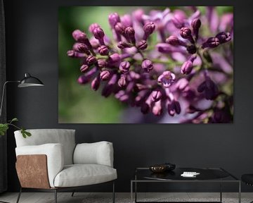 Gros plan sur les fleurs printanières du lilas ou Syringa vulgaris, au parfum rouge pourpre.