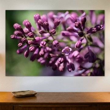 Close-up van paarsrode gekleurde, geurende lentebloemen van de sering of Syringa vulgaris