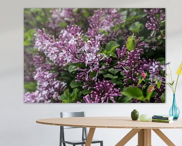 Buisson avec des branches de fleurs printanières parfumées, de couleur rouge pourpre, et des boutons sur Henk Vrieselaar