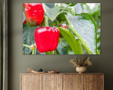 Red paprika growing on paprika plants in a greenhouse by Sjoerd van der Wal Photography