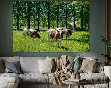 Drie koeien in het groene gras in een weiland