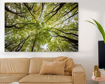 Opwaardse blik in een beukenbos met groene en bruine bladeren van Sjoerd van der Wal Fotografie