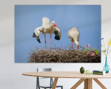 Weißstorchpaar auf seinem Horst | Paar witte ooievaars op hun nest von Dieter Ludorf