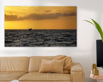 The whale that enjoys