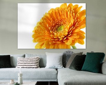 Gerbera, orange by Tanja van Beuningen