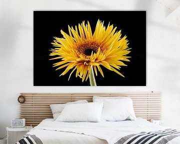 Gerbera, yellow