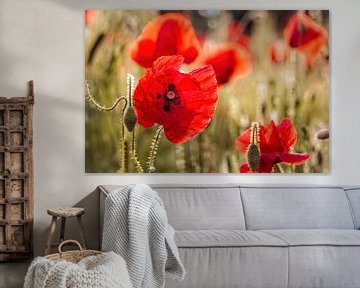 Mohn von Rob Boon