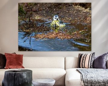 Blue tit bathing