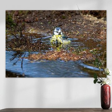 Baignade d'un sein bleu