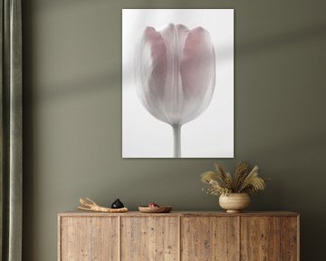 Tulp wit abstract macro bloemen foto kunst