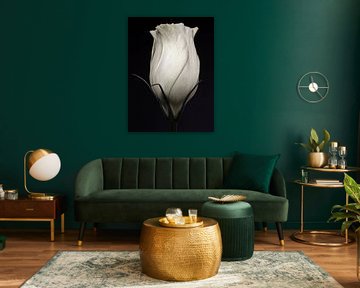 Witte roos abstract zwart wit bloemen fotografie kunst
