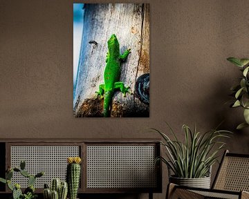 Madagascar Gecko by Jaimy van Asperen