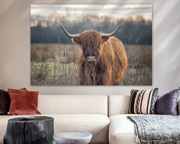 Scottish Highland Cattle by Linda Lu
