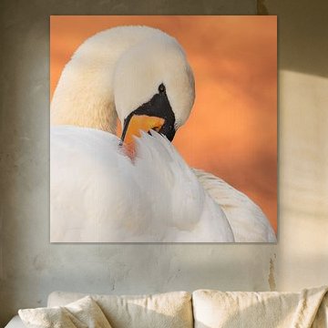 Portrait of a Mute Swan
