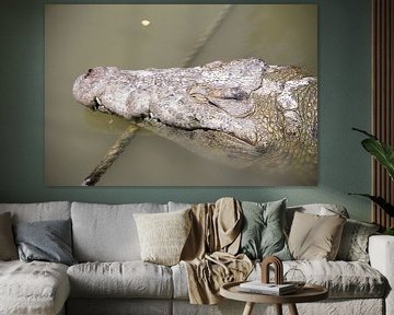 crocodile sur Daniël Smits