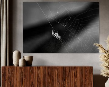 Spinnenweb van Felix Kammerlander