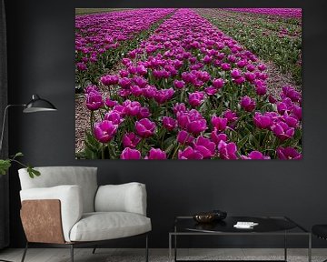 Tulpen veld in Nederland van DroomGans