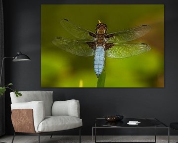Flat-bellied dragonfly