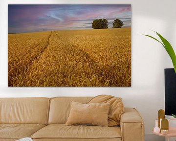 Panorama of golden wheat field at sunset by Steven Van Aerschot