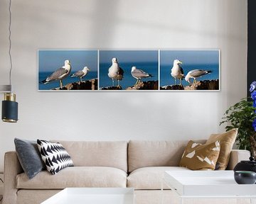 two silver gulls on rock with sea as background cropped triptych collage by Dieter Walther