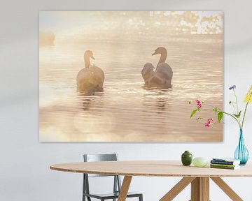Swans sunrise by natascha verbij