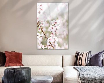 Blossom I | Blossom | Fleur | Rose | Printemps | Nature sur Mirjam Broekhof