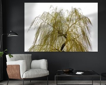 Silhouette Treurwilg (Salix) van Rutger van der Klip