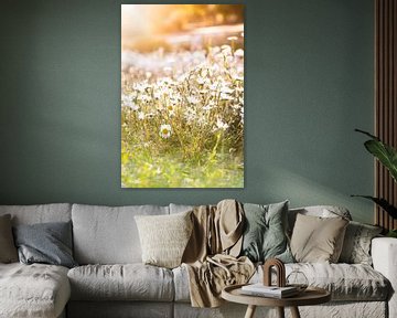 Chamomile field in summer by Capacidad Fotografie