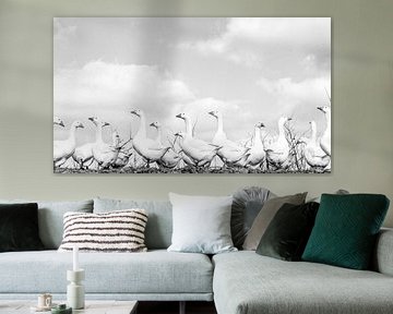 Geese, black and white by Jacqueline Hiemstra