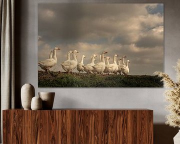 Geese by Jacqueline Hiemstra
