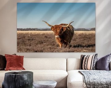 Schotse hooglander koe op de heide van KB Design & Photography (Karen Brouwer)