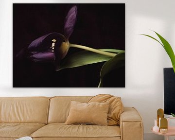 Tulipe simple violette sur Ineke VJ