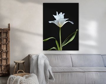 Weiße Tulpe von Ineke VJ